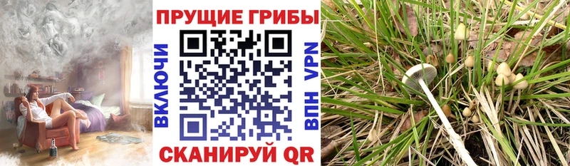 blacksprut ссылка  это как зайти  Псилоцибиновые грибы MAGIC MUSHROOMS  Ладушкин 